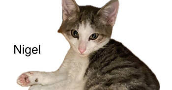 Rescue Domestic Short Hair Cats for Adoption in Safety Harbor, Florida - Nigel | PetCurious