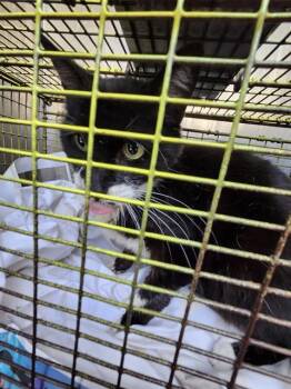Domestic Short Hair Cats Available for Adoption in San Antonio, Texas - ZEPHYR | PetCurious
