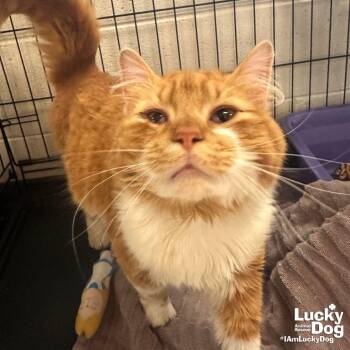 Domestic Long Hair Cats Available for Adoption in Washington, District Of Columbia - Garf Brooks | PetCurious