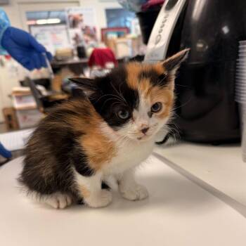 Domestic Short Hair Cats Available for Adoption in Los Angeles, California - Sunflower | PetCurious