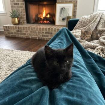 Yakko -  Domestic Short Hair Cat for Adoption in Philadelphia, Pennsylvania - Yakko | PetCurious