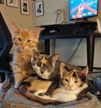 Rescue Dilute Calico Cats for Adoption in Schertz, Texas - Ruth(TS) | PetCurious