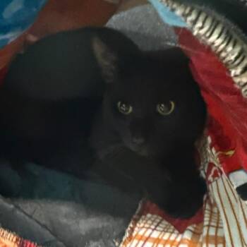 Cider -  Domestic Short Hair Cat for Adoption in Hawthorne, California - Cider | PetCurious
