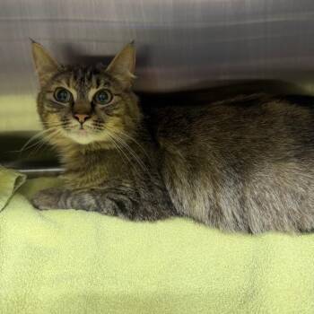 Domestic Short Hair Cats Available for Adoption in Morganton, North Carolina - Athena | PetCurious