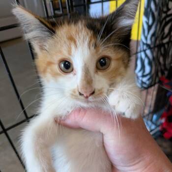 Caramel -  Domestic Short Hair Cat for Adoption in Fairfax Station, Virginia - Caramel | PetCurious