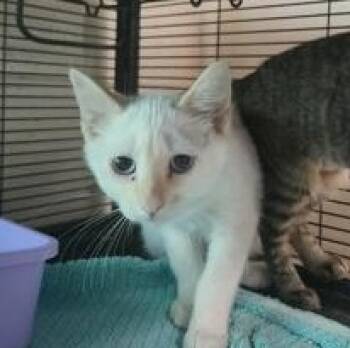 TJ -  Siamese Cat for Adoption in Charleston, South Carolina - TJ | PetCurious