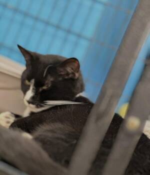 Domestic Short Hair Cats Available for Adoption - Billy (Kitty) | PetCurious