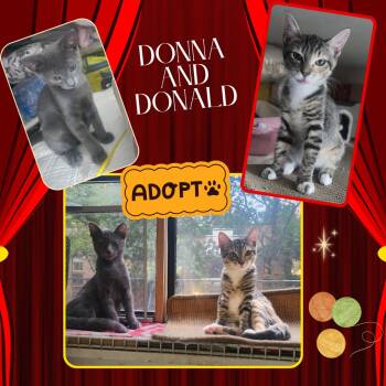 Donna and Donald - bonded kittens -  Domestic Short Hair Cat for Adoption in Port Chester, New York - Donna And Donald - Bonded Kittens | PetCurious