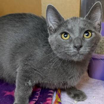 Suzy Q -  Domestic Short Hair Cat for Adoption in Los Angeles, California - Suzy Q | PetCurious