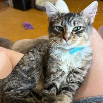 Yoshi -  Domestic Medium Hair Cat for Adoption in Natchitoches, Louisiana - Yoshi | PetCurious