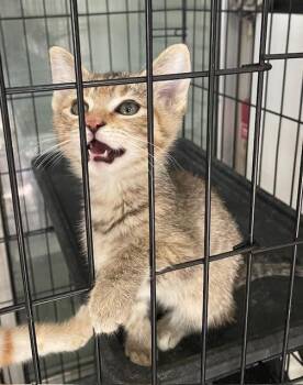 4 - Angela -  Domestic Short Hair Cat for Adoption in Fort Worth, Texas - 4 - Angela | PetCurious