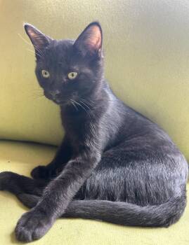 Tarragon -  Domestic Short Hair Cat for Adoption in Nashville, Tennessee - Tarragon | PetCurious