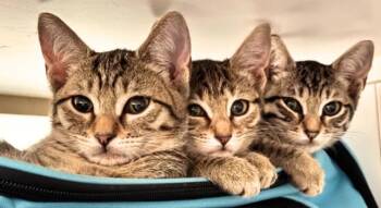 Rooster, Dutch, Arthur, Matie -  American Shorthair Cat for Adoption in Union City, New Jersey - Rooster, Dutch, Arthur, Matie | PetCurious