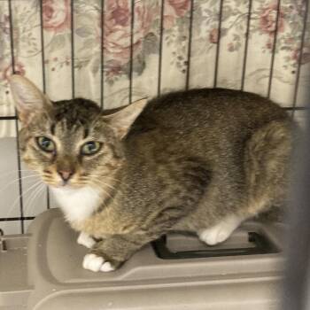 Missle -  Domestic Short Hair Cat for Adoption in Bismarck, North Dakota - Missle | PetCurious