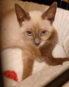 Rescue Siamese and Domestic Short Hair Cats for Adoption in Inglewood, California - Sweetpea | PetCurious