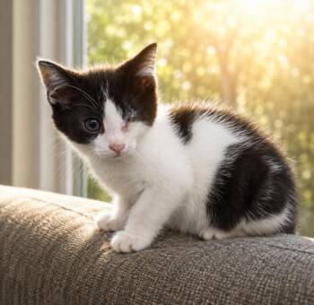 PEEKA BOO -  Domestic Short Hair Cat for Adoption - PEEKA BOO | PetCurious