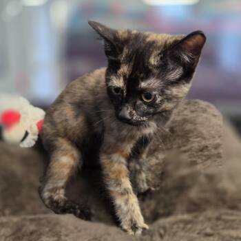 Rescue Domestic Short Hair Cats for Adoption in Brooks, Alberta - Sophia | PetCurious