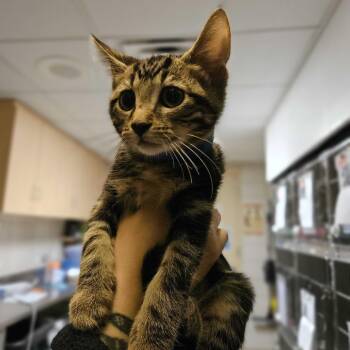 Tostones -  Domestic Short Hair Cat for Adoption in Chicago, Illinois - Tostones | PetCurious