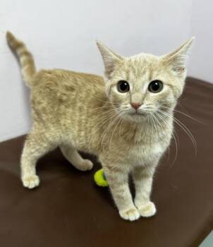 Rescue Domestic Short Hair Cats for Adoption in Wilkesboro, North Carolina - Hemingway | PetCurious