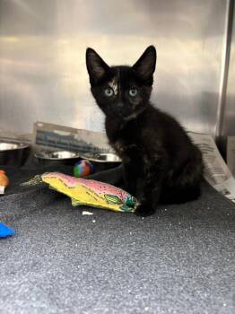 Domestic Short Hair Cats Available for Adoption in Findlay, Ohio - Delilah | PetCurious