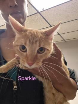 Sparkle -  Domestic Short Hair Cat for Adoption in Cincinnati, Ohio - Sparkle | PetCurious