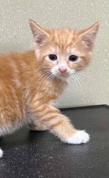 Dandy -  Domestic Short Hair Cat for Adoption in Austin, Minnesota - Dandy | PetCurious