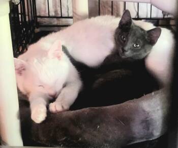 Dynamic Duo - Zeus -  Domestic Short Hair Cat for Adoption in Jessup, Maryland - Dynamic Duo - Zeus | PetCurious