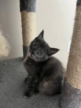 Domestic Short Hair Cats Available for Adoption in Westland, Michigan - Chitter | PetCurious