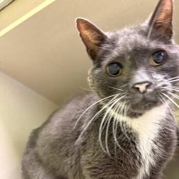 Dublin -  Domestic Short Hair Cat for Adoption in Warren, Pennsylvania - Dublin | PetCurious