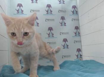 PJ -  Domestic Short Hair Cat for Adoption in Orlando, Florida - PJ | PetCurious