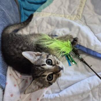 Harvest -  Domestic Short Hair Cat for Adoption in Greenville, South Carolina - Harvest | PetCurious