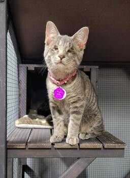Rescue Domestic Short Hair Cats for Adoption in Grand Rapids, Michigan - Angel Eyes (part Of A Bonded Trio) | PetCurious