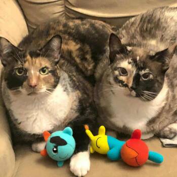 PHANTOM & OPERA - Foster or Adopter needed -  Siamese and Calico Cat for Adoption in Largo, Florida - PHANTOM & OPERA - Foster Or Adopter Needed | PetCurious
