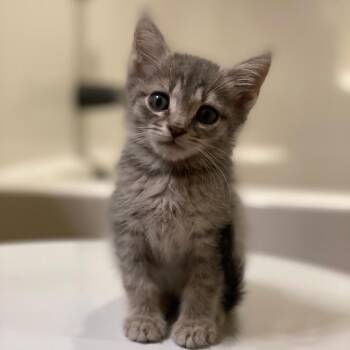 Ricky -  Domestic Short Hair Cat for Adoption in Chattanooga, Tennessee - Ricky | PetCurious