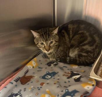 Dino -  Domestic Short Hair Cat for Adoption in Black Eagle, Montana - Dino | PetCurious