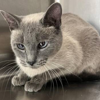 Domestic Long Hair Cats Available for Adoption in Chattanooga, Tennessee - Lakin | PetCurious