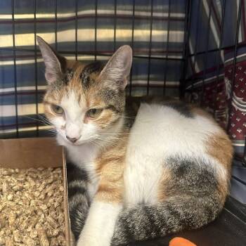 Rescue Domestic Short Hair Cats for Adoption in Bel Air, Maryland - Freya | PetCurious