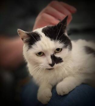 Domestic Short Hair Cats Available for Adoption - Noomi | PetCurious