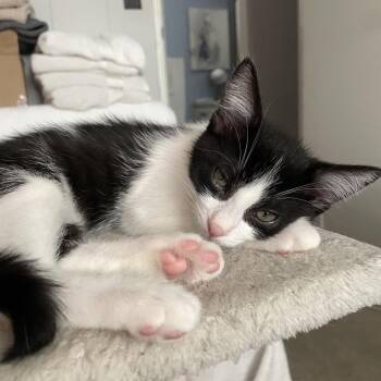 Kenai -  Domestic Short Hair Cat for Adoption in Westminster, California - Kenai | PetCurious