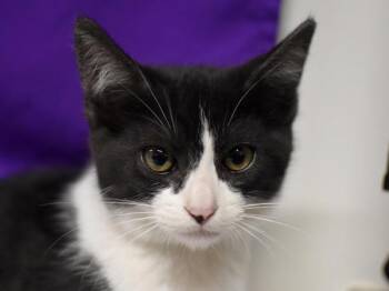 Bufflehead -  Domestic Short Hair Cat for Adoption in Portland, Oregon - Bufflehead | PetCurious