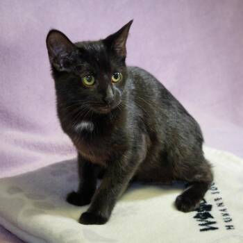Vada -  Domestic Short Hair Cat for Adoption in Versailles, Kentucky - Vada | PetCurious