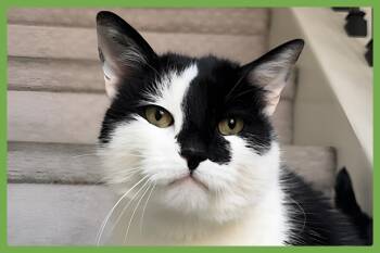 Oreo -  Domestic Short Hair Cat for Adoption in Amherst, Massachusetts - Oreo | PetCurious