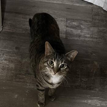 Domestic Short Hair Cats Available for Adoption in Ringtown, Pennsylvania - Love Bug | PetCurious