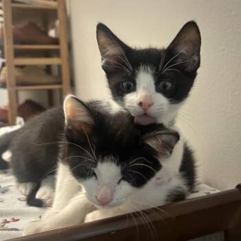 Mika -  Domestic Short Hair Cat for Adoption in Los Angeles, California - Mika | PetCurious