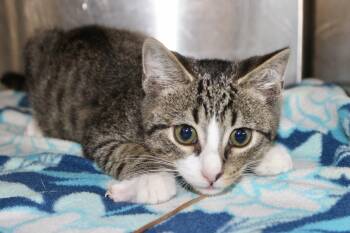 Rescue Domestic Short Hair and Tabby Cats for Adoption in Brazil, Indiana - OLLY | PetCurious
