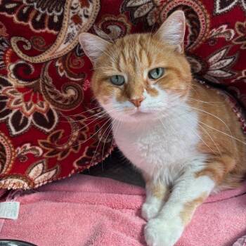 Mica -  Domestic Short Hair Cat for Adoption in Walker, Michigan - Mica | PetCurious