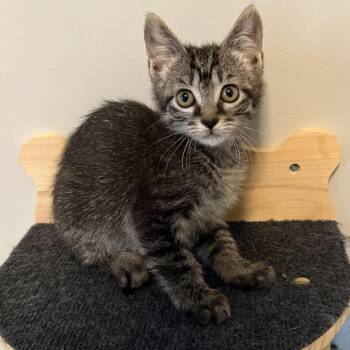 Stephy -  Domestic Short Hair Cat for Adoption in Franklin, Tennessee - Stephy | PetCurious