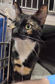 Domestic Short Hair Cats Available for Adoption in Vancouver, Washington - Praveena | PetCurious