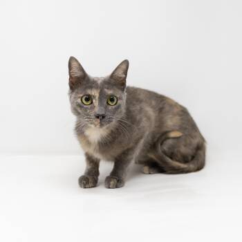 Taja -  Dilute Calico Cat for Adoption in Trophy Club, Texas - Taja | PetCurious
