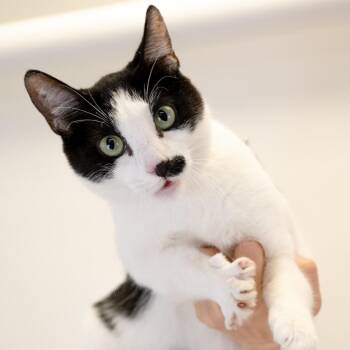 Samantha -  Domestic Short Hair Cat for Adoption in Buffalo, Minnesota - Samantha | PetCurious